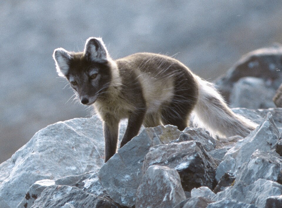Arctic fox in summer coat standing on rocks in Svalbard