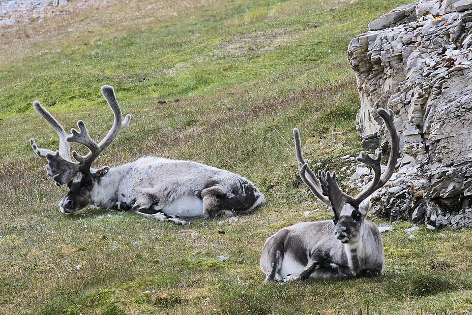 Two Svalbard reindeer resting on tundra grass near a rocky outcrop