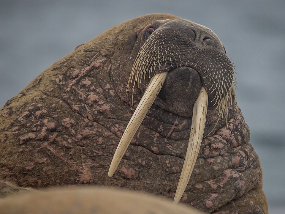 Close-up of an Atlantic walrus with long tusks hauled out on Svalbard